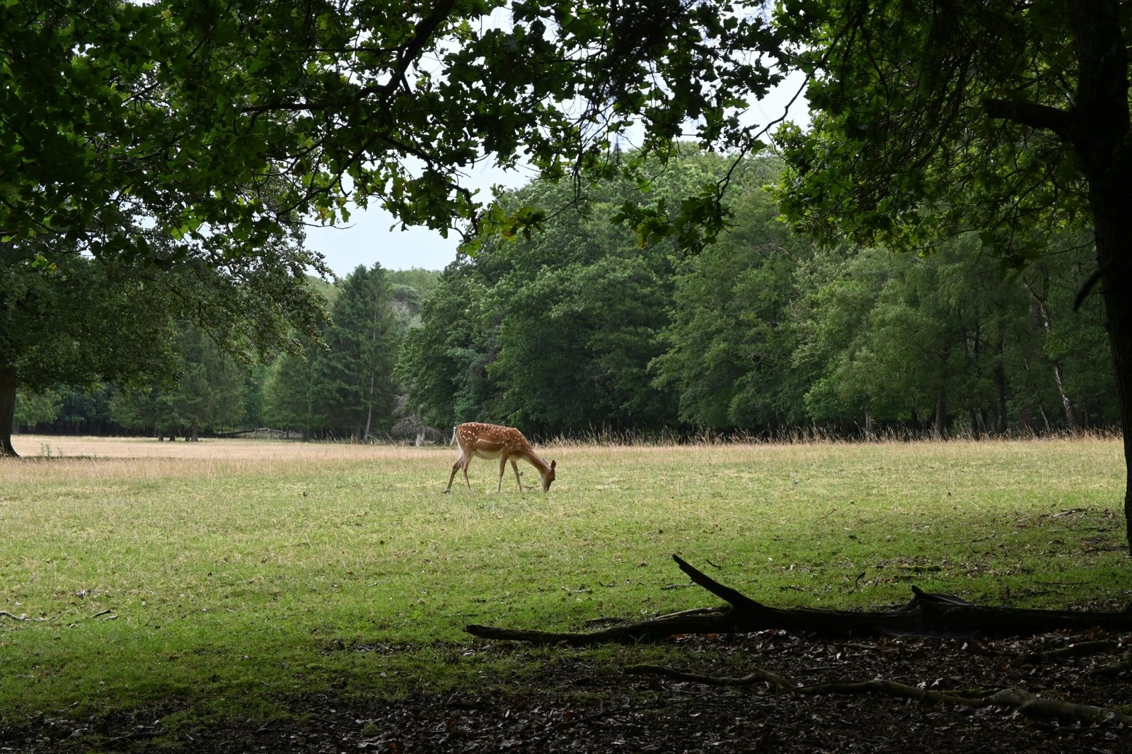 pexels-werner-redlich-993686172-35608958